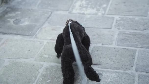 Pequeno Cão Poodle Preto Puxa Fortemente Trela Durante Caminhada — Vídeo de Stock
