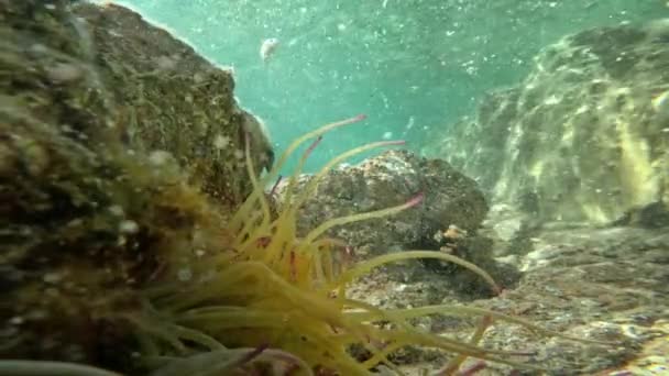 Deniz Tabanında Deniz Şakayıkları — Stok video