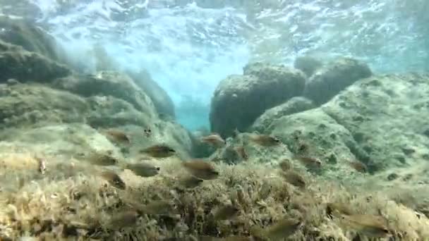 Θαλάσσια Ψάρια Που Κινούνται Κύματα Κάτω Από Νερό — Αρχείο Βίντεο