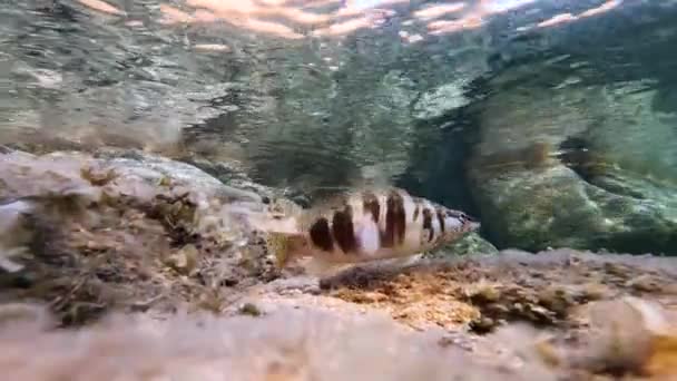 사르데냐의 마달레나 해변에서 물고기 — 비디오