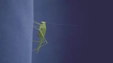 Mavi arka planda oturan Meconema thalassinum