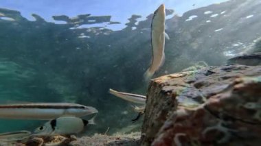 Balıklar deniz tabanında yiyecek arıyor.