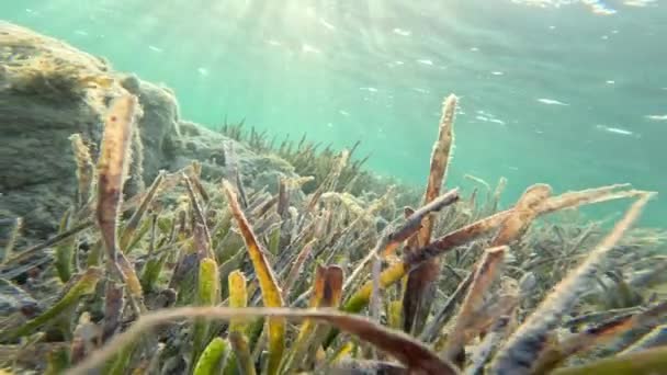 Green Plants Grow Seabed — Stock Video