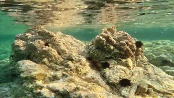 Deniz Kestaneleri Altında Kayaların Üzerinde — Stok video
