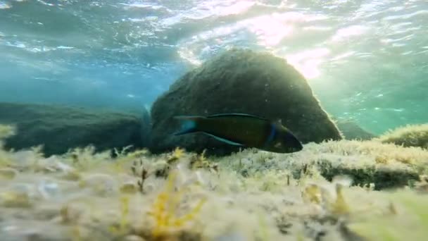 緑と青の魚は波の下で地中海の水中を泳いでいる — ストック動画