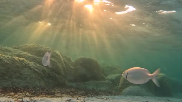 Ιστιοφόρος Κολυμπά Στο Βυθό Φωτίζεται Από Φως Του Ήλιου — Αρχείο Βίντεο