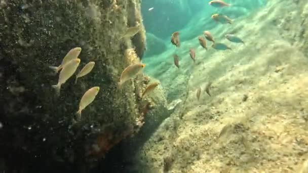 Σχολείο Ψαριών Κολυμπά Στη Θάλασσα Ανάμεσα Στα Βράχια — Αρχείο Βίντεο