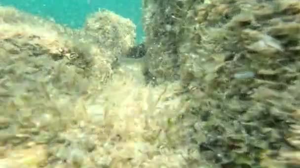 Twee Zee Egels Zeebodem Tussen Rotsen — Stockvideo