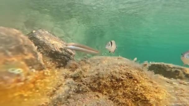 Ryby Wodzie Morskiej Sardynii — Wideo stockowe