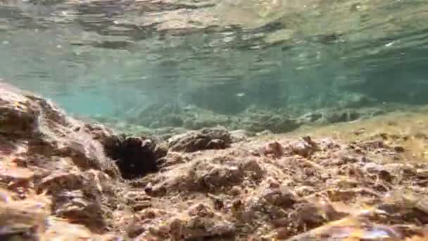 Klarer Meeresboden Mit Seeigeln Auf Den Felsen — Stockvideo