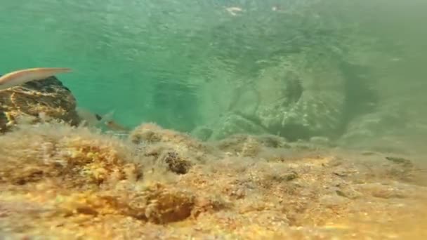 Ψάρια Κολυμπούν Στο Βυθό Της Σαρδηνίας Καλοκαίρι — Αρχείο Βίντεο