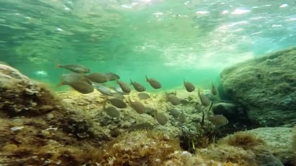 Υποβρύχια Λήψη Του Σχολείου Των Ψαριών Που Κολυμπούν Στα Κύματα — Αρχείο Βίντεο