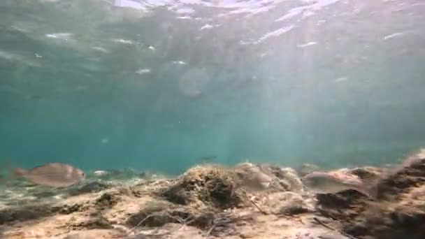 Fisk Som Simmar Vattnen Det Italienska Havet Sardinien — Stockvideo