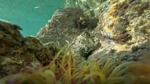 Anemone Deniz Dibinde Altında — Stok video