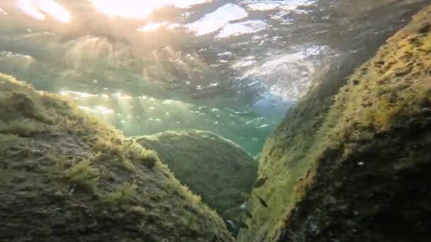 Κάτω Από Νερό Και Κάτω Από Κύματα Της Επιφάνειας Της — Αρχείο Βίντεο