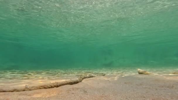 Ett Rep Den Sandiga Botten Det Klara Havet — Stockvideo