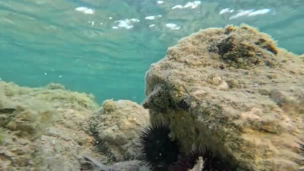 Kamienie Dnie Morza Pokryte Przez Jeżowce — Wideo stockowe