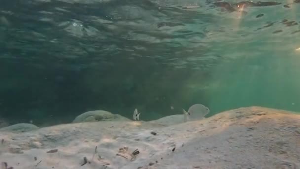 Ψάρια Της Σαρδηνίας Κολυμπούν Κάτω Από Τον Ήλιο — Αρχείο Βίντεο