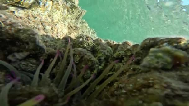 Mořské Sasanky Rostou Mezi Skalami Dně Moře — Stock video