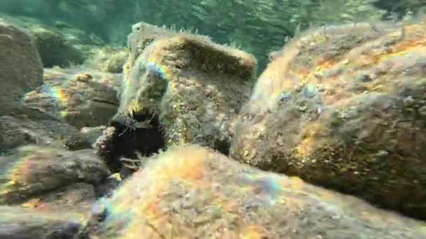 Altı Deniz Taşları Deniz Kestanesi — Stok video