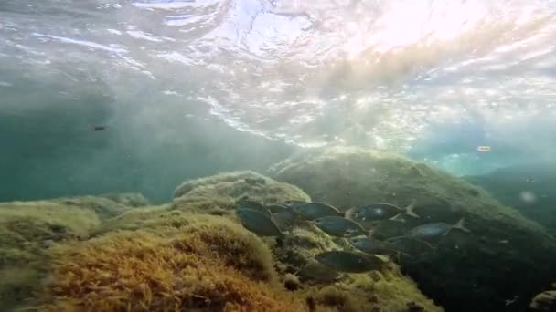 Σχολείο Ψαριών Κολυμπά Στο Βυθό Πάνω Από Βράχια — Αρχείο Βίντεο