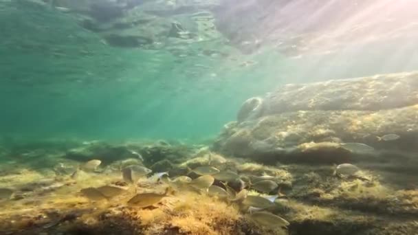 Szkoła Pływania Ryb Pod Wodą Sardynii — Wideo stockowe