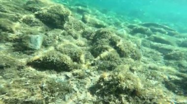 Sciarrano Sardunya 'nın deniz tabanında yüzer.