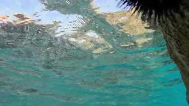 Jeżowiec Wiszący Skale Pod Wodą — Wideo stockowe