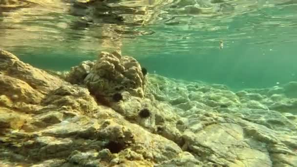 Podwodna Czysta Woda Morska Skałami Jeżowcami — Wideo stockowe