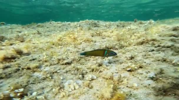Thalassoma Lunare Swims Bottom Italian Sea — Stock Video