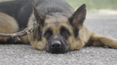 Alman çoban köpeği yolun asfaltında sakince yatıyor.