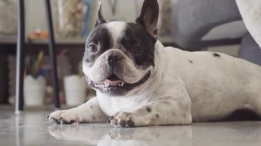 Fransız Bulldog evin zemininde dinleniyor..