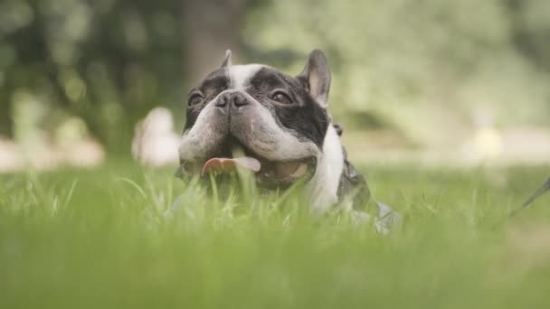 Bozal Bulldog Francés Acostado Entre Hierba Verde Con Lengua Colgando — Vídeos de Stock