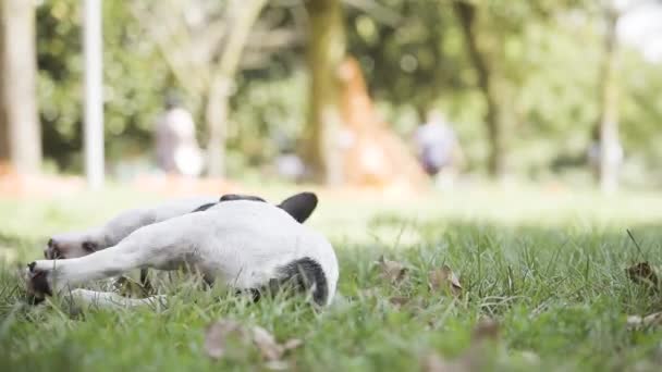 Hund Spielt Liegend Und Glücklich Gras Unter Der Sonne Park — Stockvideo