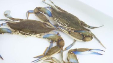 Mavi yengeçler konteynır suyunda canlı yakalandılar.