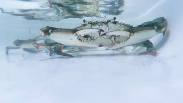 Blue King Crab Underwater Defense Position — Stock Video
