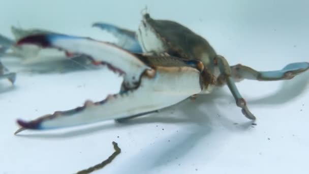 Caranguejo Azul Subaquático Com Garras Abertas — Vídeo de Stock