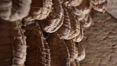 Culatello di Zibello bodrumda tavandan sarkan yaşlarla bağlı.