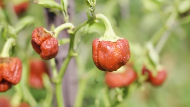 Peperoncino Rosso Piccante Cresce Sulla Pianta Vegetale — Video Stock
