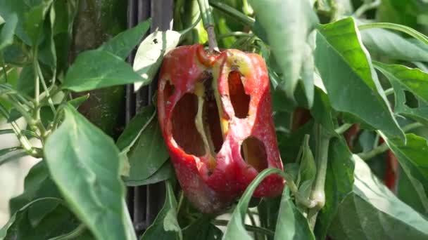 Red Colored Sweet Pepper Grows Agricultural Plant Has Large Holes — Stock Video