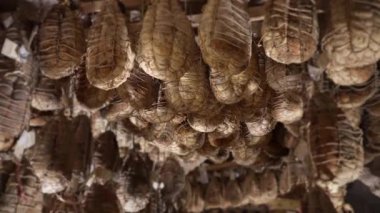 Culatello di Zibello mahzeninde yaşlanıyorum.