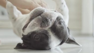 Fransız bulldog ağızlığı karnının üstüne uzanmış, kaşınıyor.