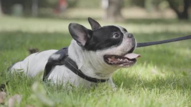 Parktaki çimlerde sallanan dilli bir köpek.
