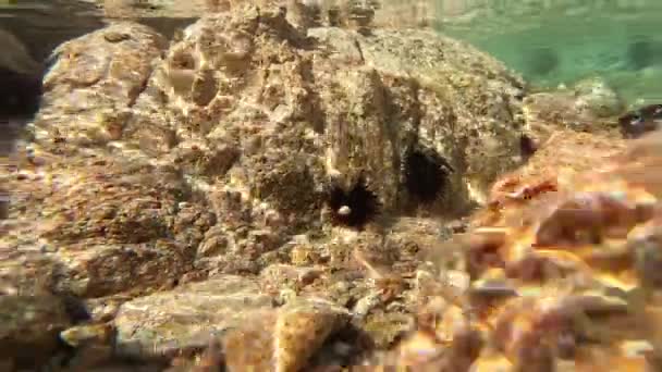 Zeeëgels Onder Water Hun Habitat — Stockvideo