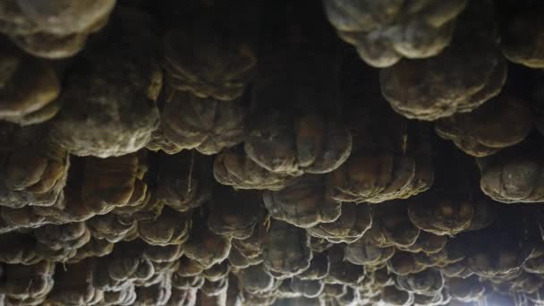 Varkensvlees Gebonden Met Touwen Hangend Aan Het Plafond Veroudert Kelder — Stockvideo