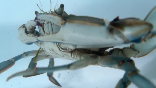Krab Niebieski Król Porusza Się Pod Wodą Białego Zbiornika — Wideo stockowe