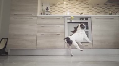 Fransız Bulldog Evde Topu Yakalamak İçin Yavaş Hareket Ediyor.