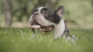 Köpek yeşil parkta dili dışarıda dinleniyor.