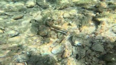 Deniz tabanında yiyecek arayan balıklar güneşin renkli ışıklarını yansıtıyorlar.