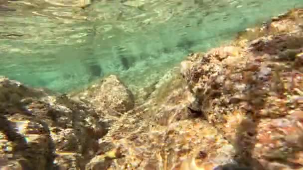 Açık Deniz Dibi Kayalıklardaki Deniz Kestaneleri — Stok video